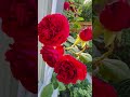 Good Morning - Red climber rose - Tess of the d’uberville #davidaustinroses