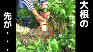 #2 【家キャンプ】抜いた大根の先がなぜか・・・