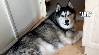 Suspicous Husky JABS His SNOOT At Me!