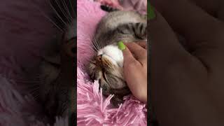 Котик из рекламы вискас 😍