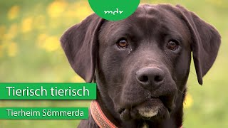 Tiervermittlung aus dem Tierheim Sömmerda (Weißenburg) | Tierisch tierisch | MDR