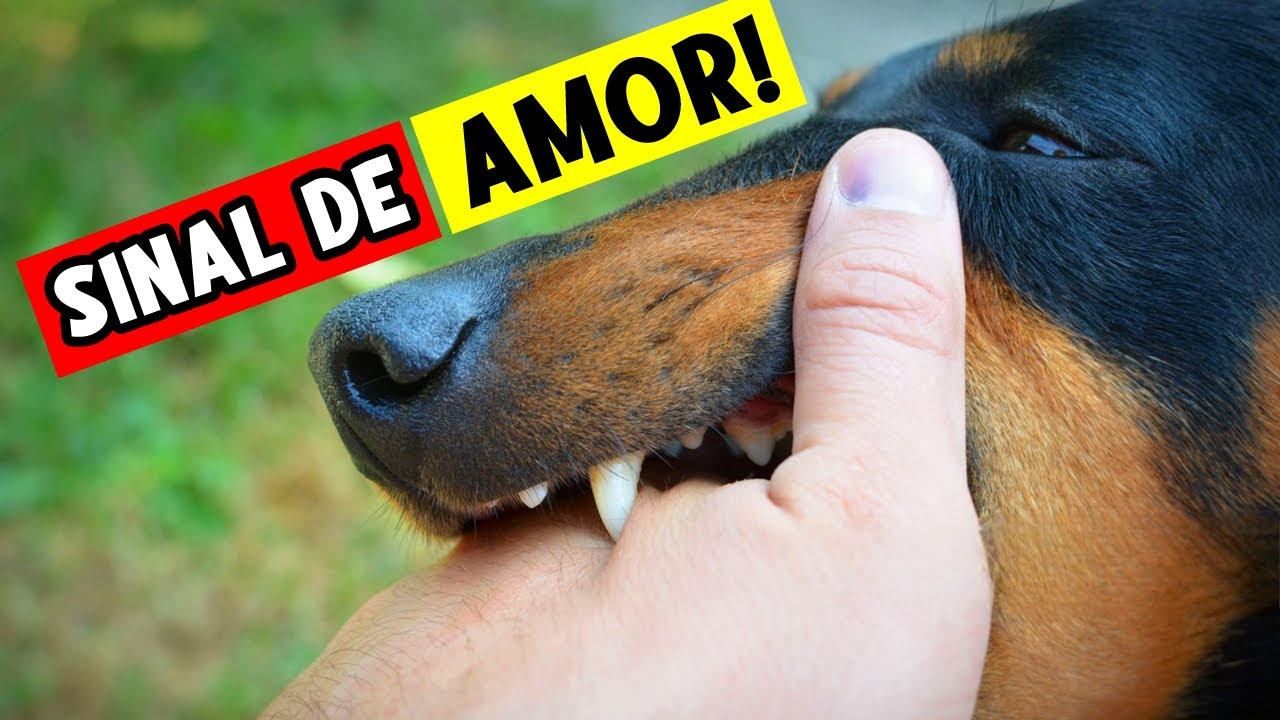 Você é a MÃE? PAI? ou um fornecedor de comida? (tudo que seu cachorro sabe sobre você!) 🚩