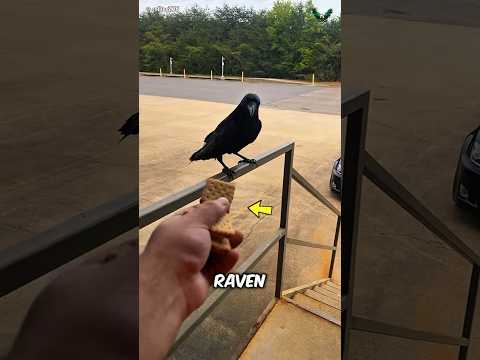 Smartest Bird Ever?