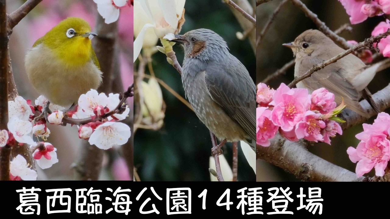 3月13日 樹木花の野鳥が面白い葛西臨海公園 - YouTube