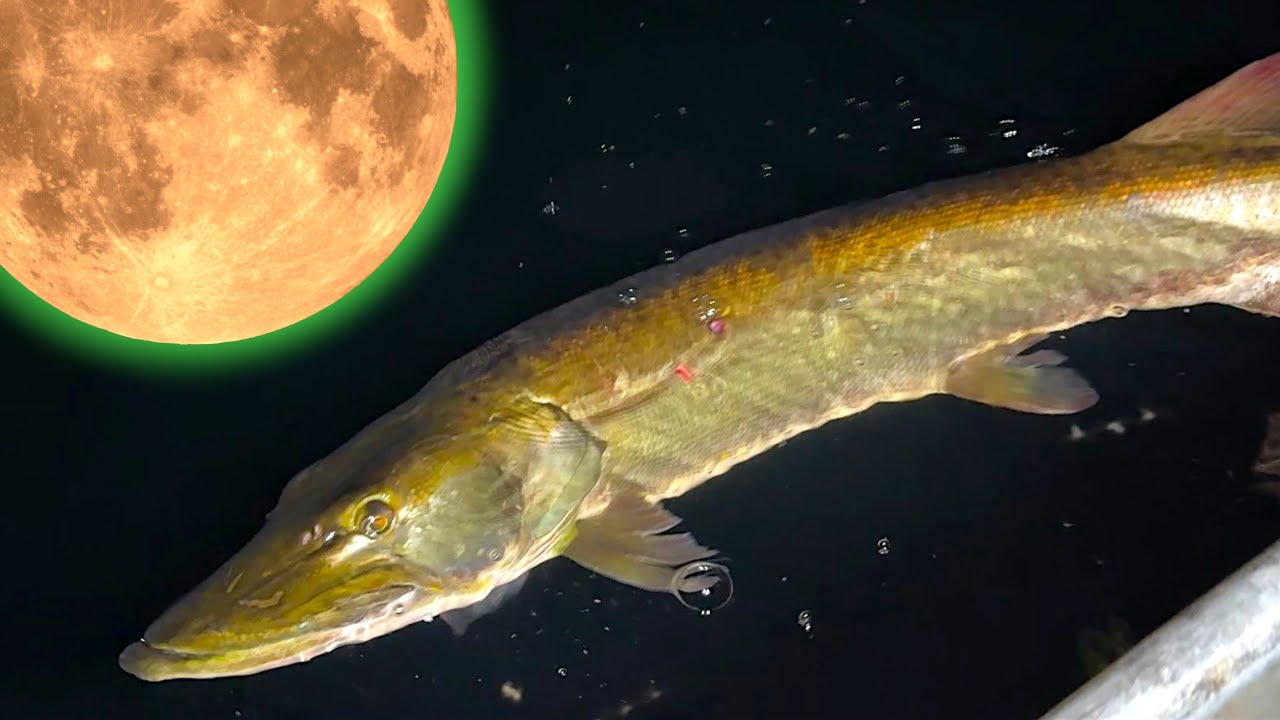 July Full Moon Muskys - Big Fish Found!!