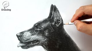 [연필소묘 손그림 그리기] 도베르만 - [How to draw a Dog] Doberman / Drawing woo