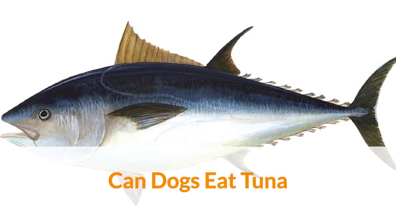 can dogs eat tuna can dogs eat tuna can dogs eat tuna can dogs eat tuna