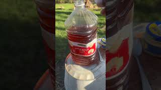MY SECRET INGREDIENT FOR HEALTHY CHICKS MAGIC WATER THEY WILL THRIVE !!!! #farm #chicken #homestead