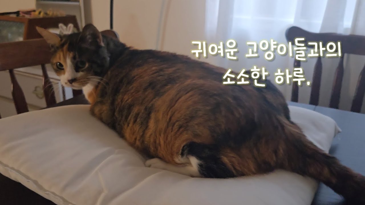 고양이 브이로그 🐱 💓