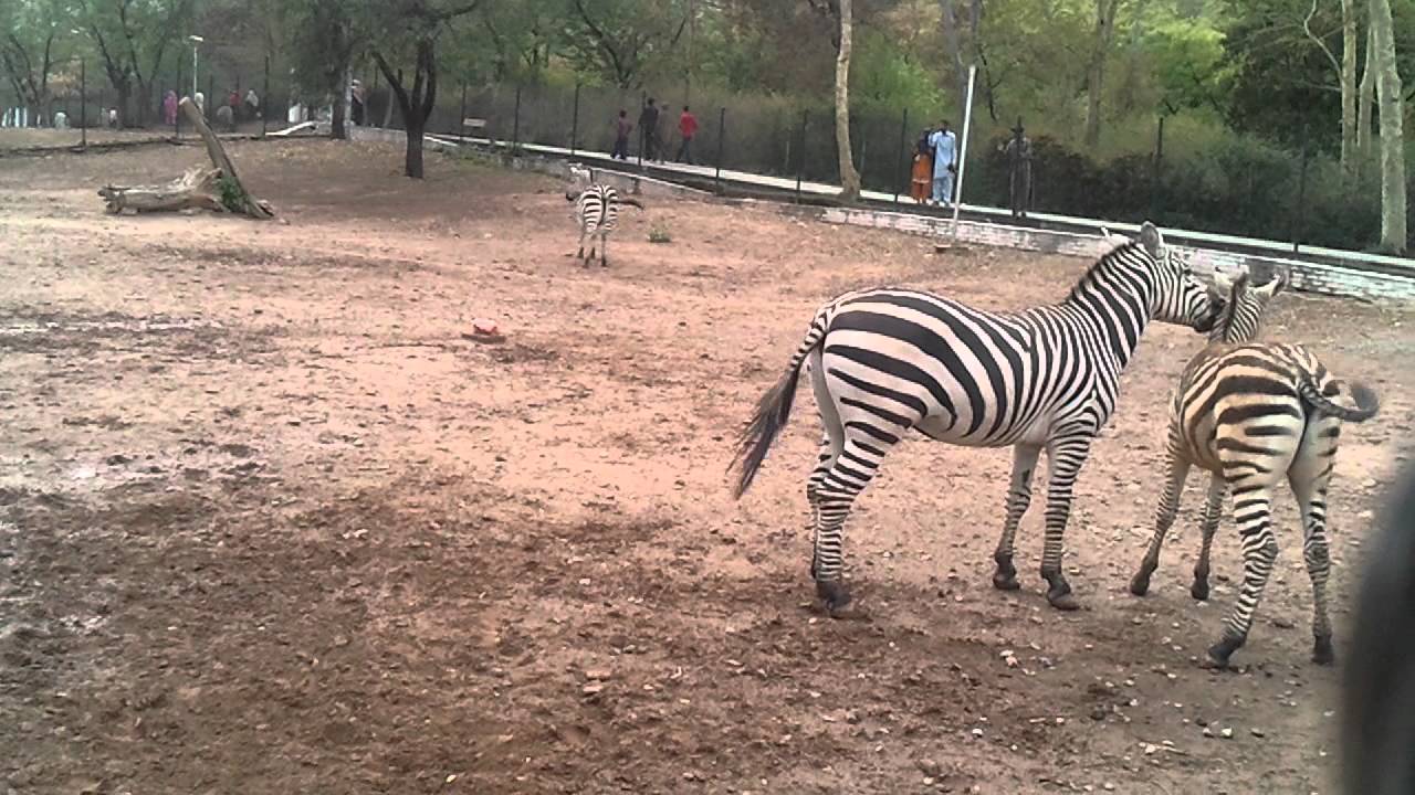 Zebras in Islamabad by http://animalstime.com/ - YouTube