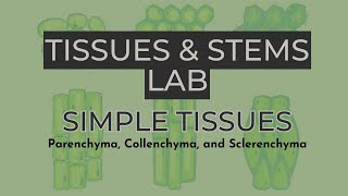 Tissues & Stems Lab Simple Tissues