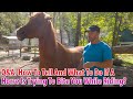 Q&A: How To Tell And What To Do If You Think A Horse Is Going To Bite Your Leg While Riding?