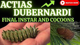 Actias Dubernardi, the Chinese Moon Moth- instar 5 and cocoons