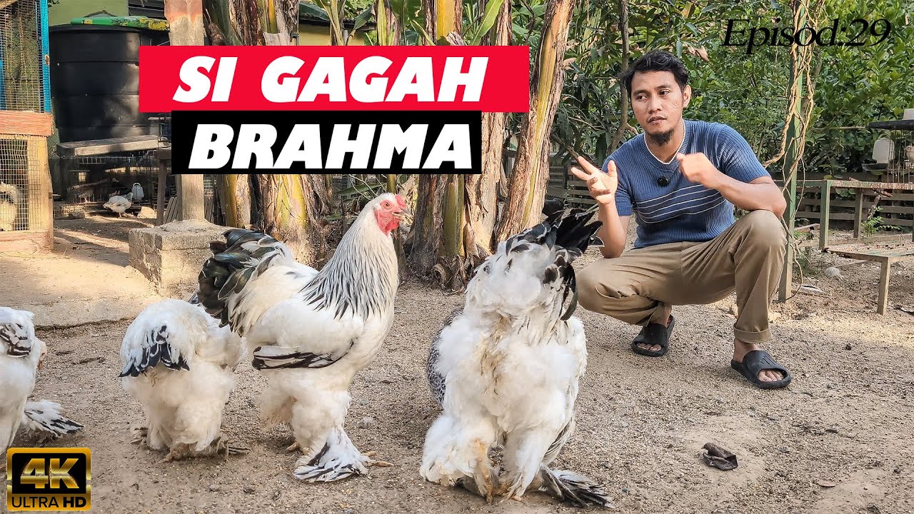 Segalanya Tentang Ayam Brahma. Baka Terbesar Didunia!