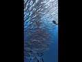 Diving in Maratua, Indonesia