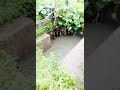 ЖИТОМИР.today |У Житомирі водоканал знову злив нечистоти в річку