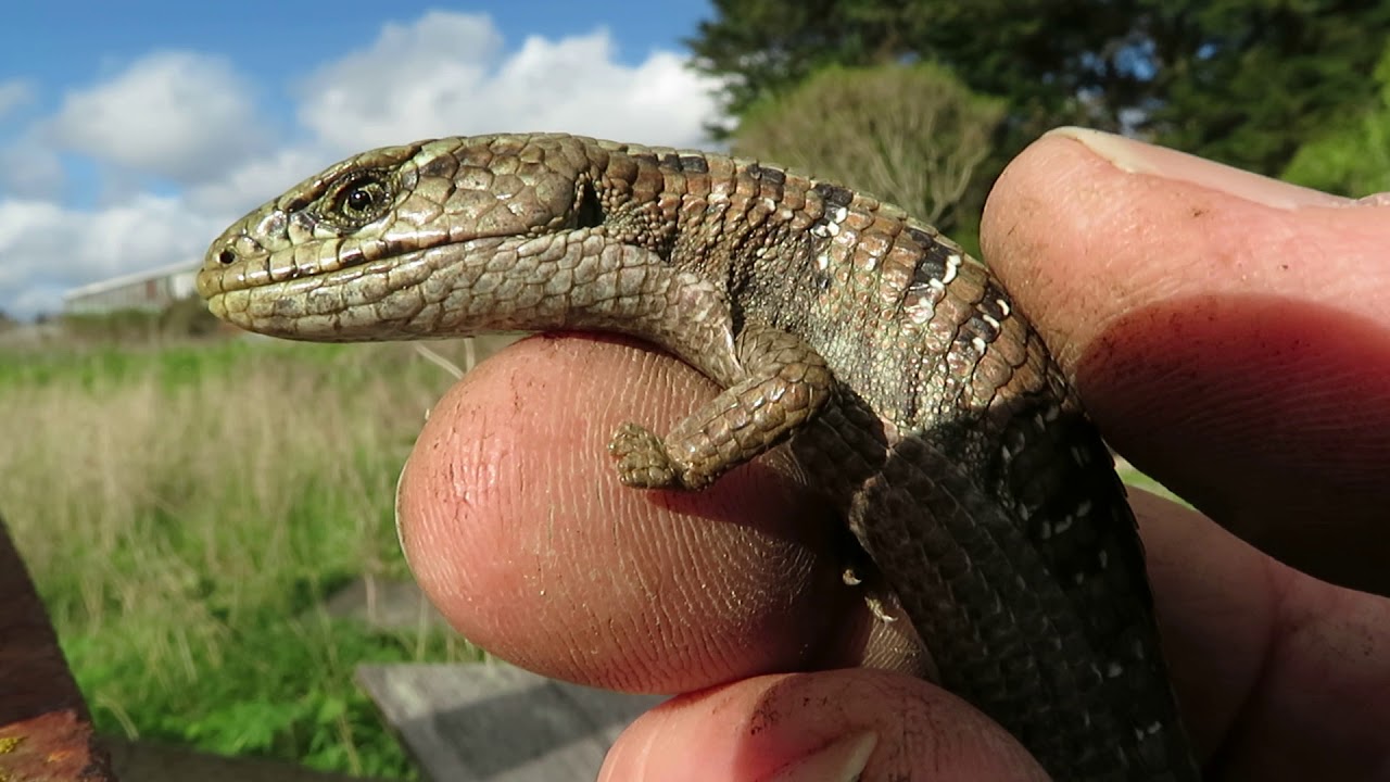 rat snakes in alabama *** Amazing Alligator Lizard *** Brian Gundy Herping In The Santa Cruz Mountains (March 8th Part 5)