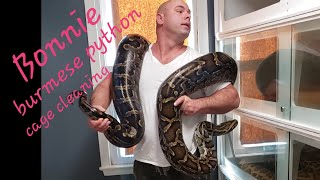 Burmese Python cage cleaning