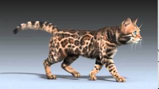 Bengal cat FUR walk cycle animation
