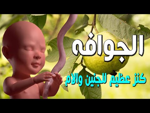 هل تعلم ما يحدث للجنين والام عند تناول الجوافه اثناء الحمل ؟