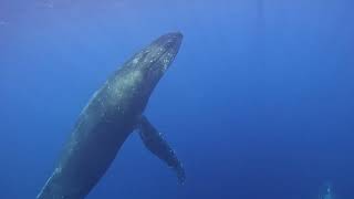Maui Snorkeling & Whale Watching: Insane Whale Footage!