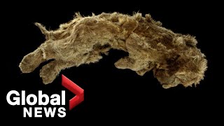Ice Age cave lion cubs found well-preserved in Siberian permafrost lived over 28,000 years ago