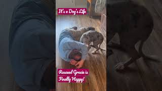 Rescued Gracie Has Found Happiness! Hubby goes Straight to Her After Work! #rescuedogs