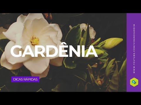 Vídeo: Minha gardênia não floresce - Por que uma planta de gardênia não está florescendo