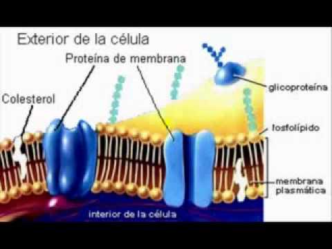 Membrana celular biologia