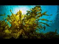 Hayama Shibasaki Coast Underwater World