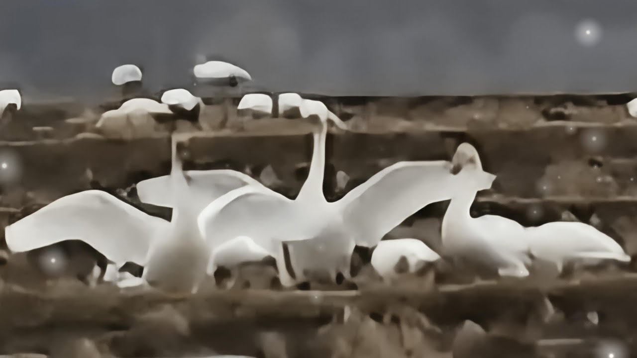 おはようございます✨2026/02/25渡り鳥🦢春の旅立ちに備え体力を蓄えています🤩✨いっぱい食べてね🥰❤️