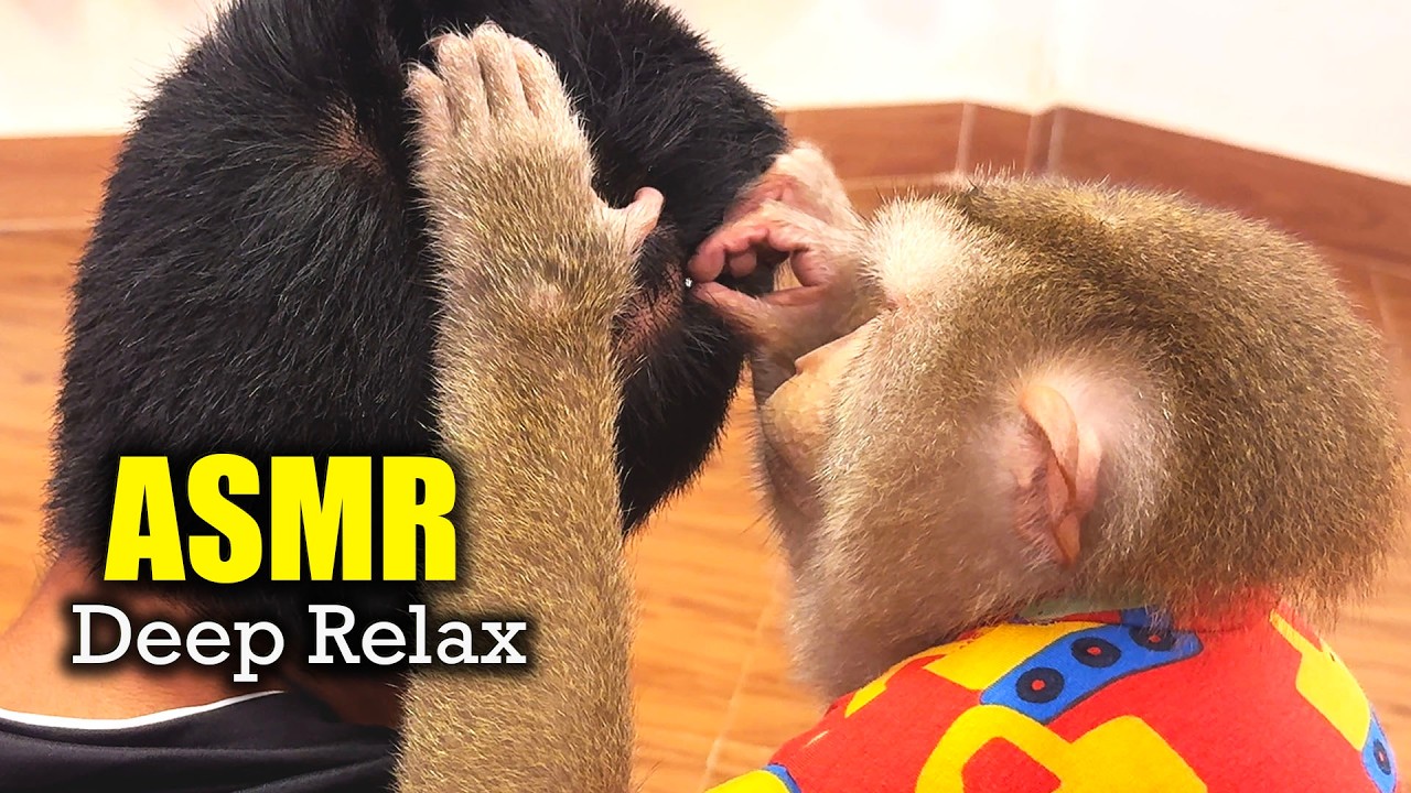 ASMR Monkey Scalp Tingles (DEEP RELAX) | Gentle Touch, Instant Calm, No Talk