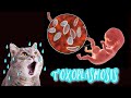 ESTO CAUSA LA TOXOPLASMOSIS