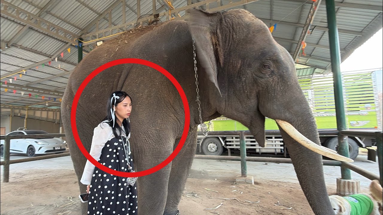 รอดท้องบัวบานให้เเม่ย้ง❗️ครูโซ่เข้าจับบัว✅