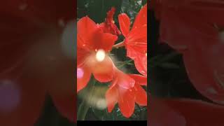 #shorts #viral #quran #daily #, beautiful recitation of surah At takwir