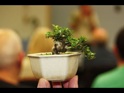 Shito Bonsai