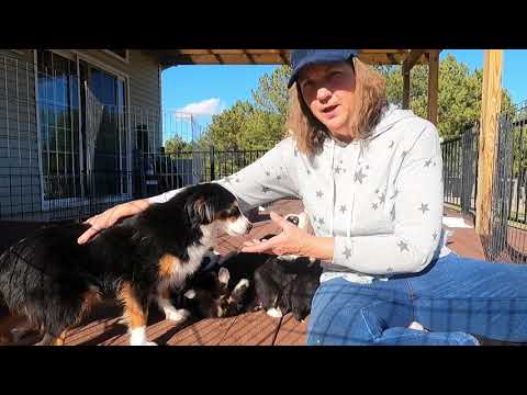 Video: Decibelová hladina štekajúceho psa