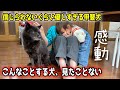 【感動】信じられないぐらい、優しすぎる甲斐犬一休さんの行動が・・・