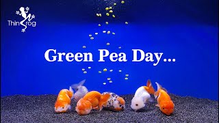 GREEN PEA DAY for goldfish