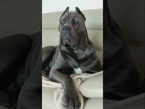 Cane Corso breed information #shorts