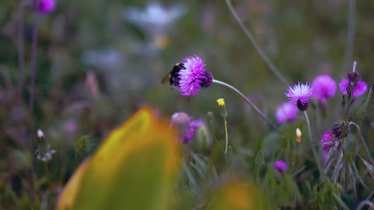 12 РОКІВ ПАМ'ЯТІ!  НЕБЕСНА СОТНЯ!
