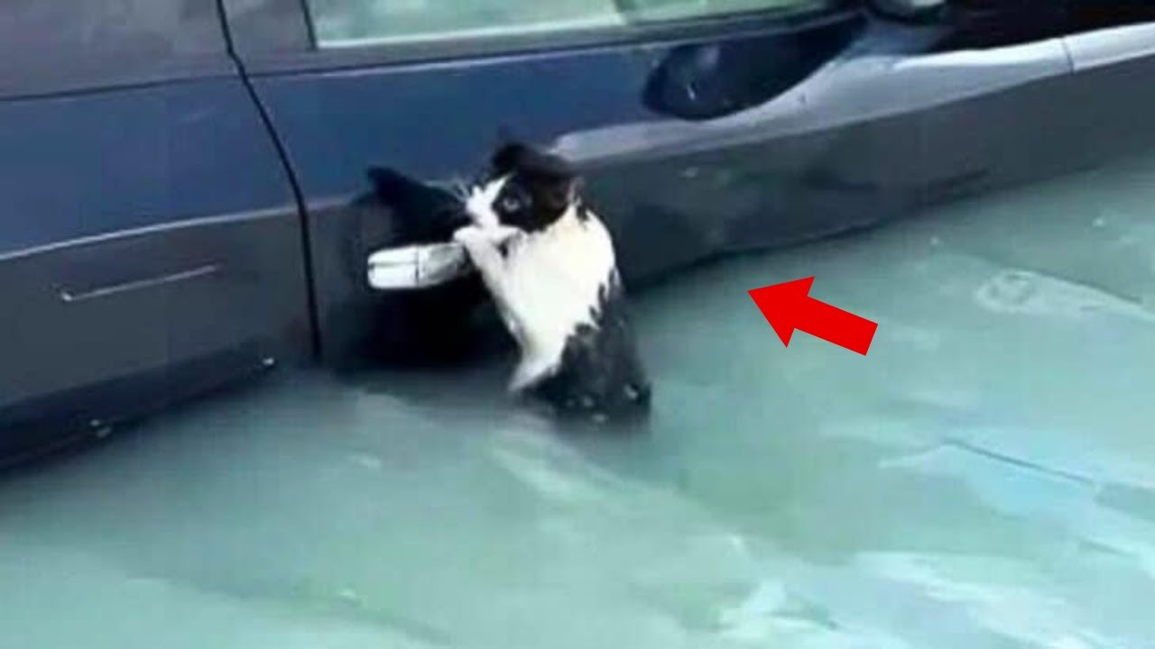 Stranded Cat Stranded cat clinging to car door amid Dubai flood rescued - YouTube