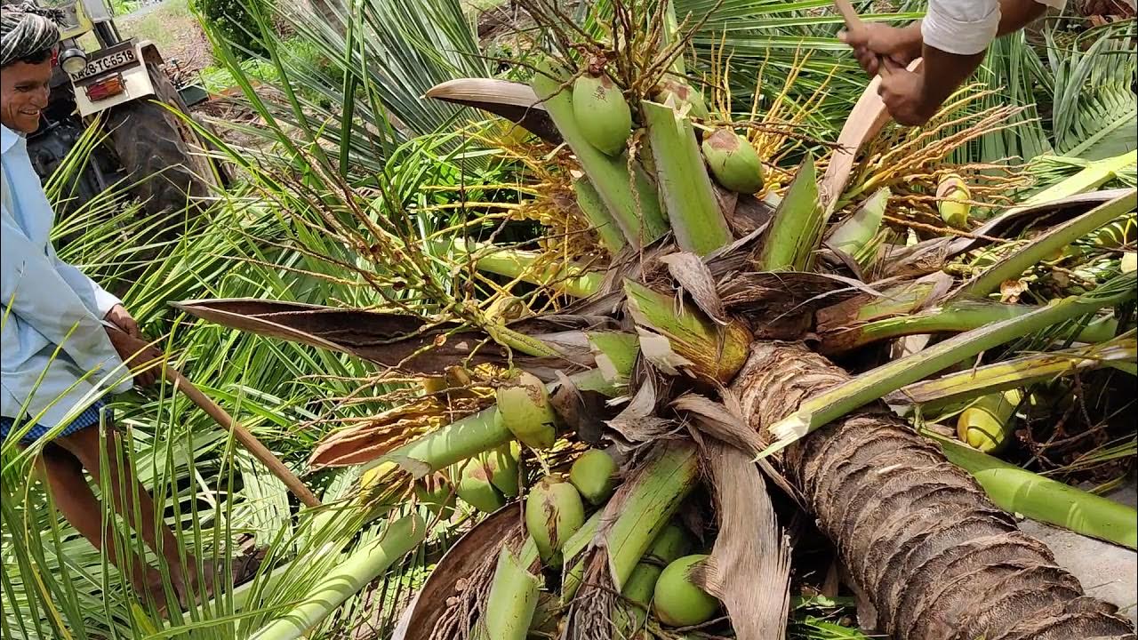coconut tree cutting YouTube
