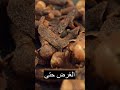 ابدأ في تناول 2 حبة من القرنفل في اليوم وانظر ماذا سيحدث لك الصحة معلومات طبيه معلومات الطب