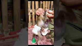 Caught On Camera Baby Monkey Sneaks A Sip