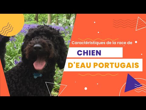 Vidéo: Le chien d'eau portugais est-il hypoallergénique ?