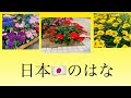 NIHON NO HANA(日本の花)