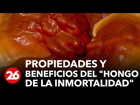 Video: Setas Lingzhi: propiedades medicinales, aplicación. Comentarios de médicos y pacientes