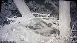 owl attack on River