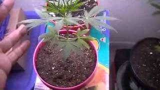 vegg/bud update my bruthas